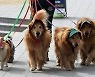 "동물은 물건 아니다".. 정치권, '반려동물 보험' 공약 봇물