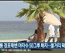강릉 경포해변에 야자수 50그루 배치..볼거리 확충