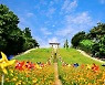 [포토친구] 황화코스모스와 바람개비가 있는 풍경