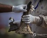 India Rhino Horns