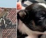 야생 원숭이, 생후 2주 강아지 납치.."아기처럼 다루더라"