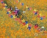 가을 산책