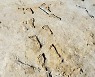 2만3000년 된 아이들 발자국..앞당겨진 북미 인류사