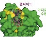국내 연구진, 탈모 억제 물질 개발