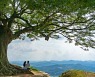 MZ세대가 400년 된 천연기념물 나무와 노는 법
