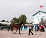 TUNISIA ANIMALS PURE BRED ARABIAN HORSES