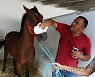 TUNISIA ANIMALS PURE BRED ARABIAN HORSES