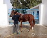 TUNISIA ANIMALS PURE BRED ARABIAN HORSES