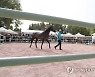TUNISIA ANIMALS PURE BRED ARABIAN HORSES