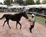 TUNISIA ANIMALS PURE BRED ARABIAN HORSES