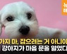 [가족의 발견(犬)]사람 경계하던 설이.."사랑으로 안아주세요"