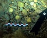 로마시대 금화가 '번쩍'..바다 청소하다 대박난 다이버
