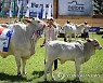PARAGUAY LIVESTOCK