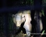 SPAIN ANIMALS