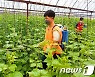북한, 채소 재배도 집중.."비배관리 과학적으로"