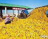 [노동신문 사진] 가을걷이 본격화하는 북한..금빛 선전