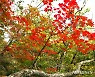 단풍 물드는 설악산 국립공원