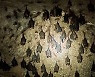 라오스 동굴 박쥐서 코로나19와 유사한 바이러스 3종 발견