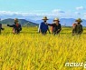 가을걷이에 '열정'을..북한 신천군 원암협동농장