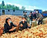 연일 '황금들녘' 조명하는 북한..'가을걷이' 박차로 성과 강조