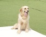 '나만 없어 고양이'라는데..사실일까?