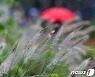 [오늘의 날씨] 충북·세종(28일, 화)..밤부터 비, 일교차 10도 안팎