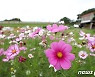 활짝 핀 코스모스
