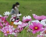 코스모스 사이로 거닐다