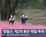 영월군, 제2회 붉은 메밀 축제 개최
