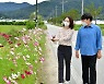 가을 전령 코스모스