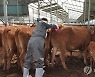 제주도, 소·염소 4만5천마리 구제역 일제 접종