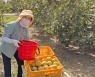 구례군, 아삭아삭 '태추단감' 수확 한창