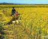 '알곡생산 목표 반드시 점령' 북한 농촌의 모습