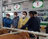 장흥군, 한우 수정란 이식으로 생산한 혈통송아지 경매 출품