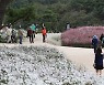정읍 '구절초 꽃축제' 취소..10월 2~24일 자율 방문은 허용