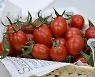 "지엠오와 다르다" 일본서 유전자편집 토마토, 세계 첫 시판