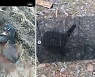 검찰, 동물학대 오픈채팅 '고어전문방' 피의자에 3년 구형
