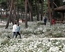 정읍시, 코로나19 확산 차단 '구절초 꽃축제' 취소