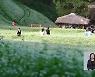 [영상] "소금 뿌린 것처럼"..메밀꽃밭 '가을정취' 가득