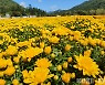 [포토] 완연한 가을 1000만 송이 국화 향연