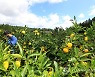 제주 대체로 맑음..낮 최고기온 25∼28도