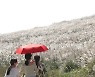 제주 은빛 억새 '장관'