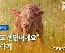 "소도 생명"..동물권행동 카라, '공장식 축산 폐기' 서명 받는다