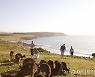 해변에 캥거루 14마리가 사체로..호주 10대 2명이 때려죽였다