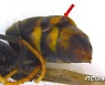 '등검은말벌' 기생자 첫 발견..국내 자생생물의 외래종 적응 반증