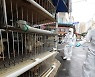경기·충남·광주·경북서 AI항원 6건 검출..고병원성 여부 확인