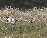 가을은 없이 벌써 겨울?..주말 한파 '주의'