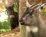 멸종위기 '산양' 복원 박차..이번엔 DMZ 첫 방사