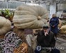 RUSSIA LARGEST PUMPKINS GROWN EXHIBITION