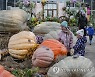 RUSSIA LARGEST PUMPKINS GROWN EXHIBITION